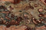 Beautiful Petrified Wood (Araucaria) Slab - Madagascar #361470-1